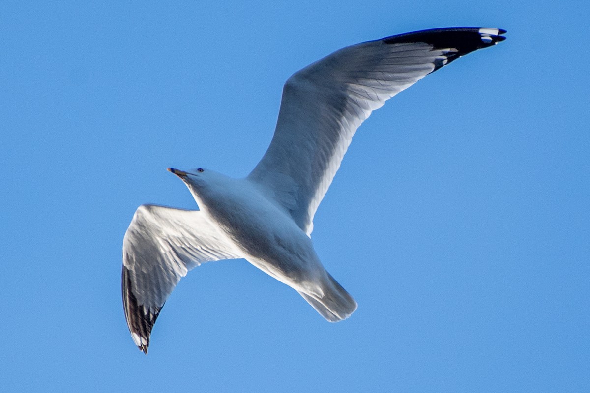Ring-billed Gull - ML632853388