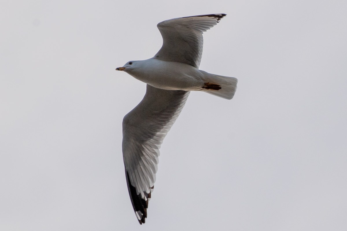 Ring-billed Gull - ML632853389