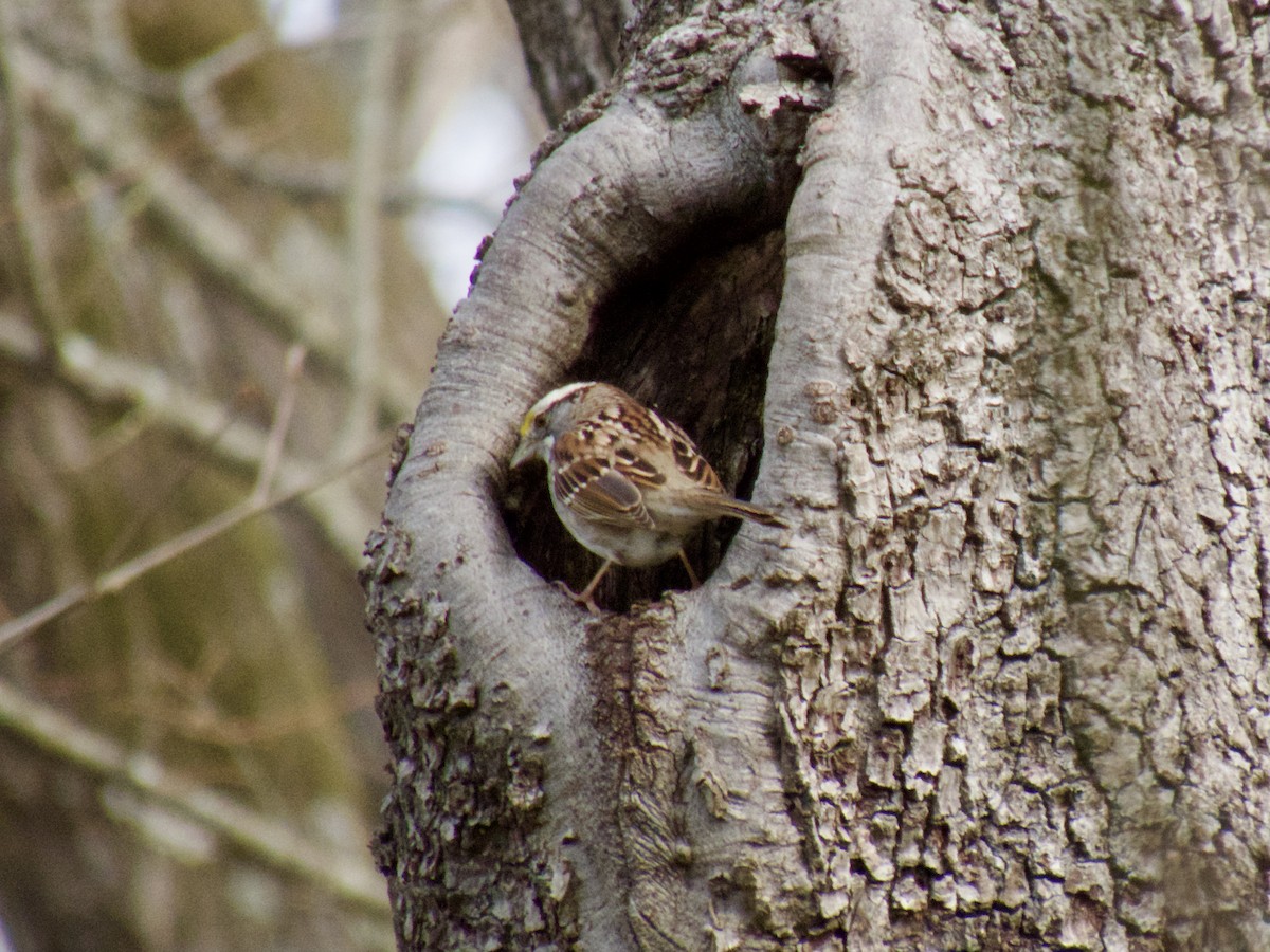White-throated Sparrow - ML632853412