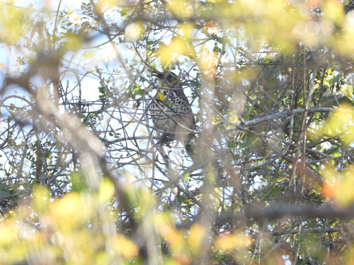 Ocellated Thrasher - ML632853413