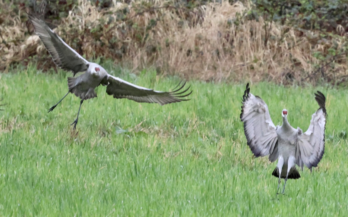 jeřáb kanadský - ML632853459