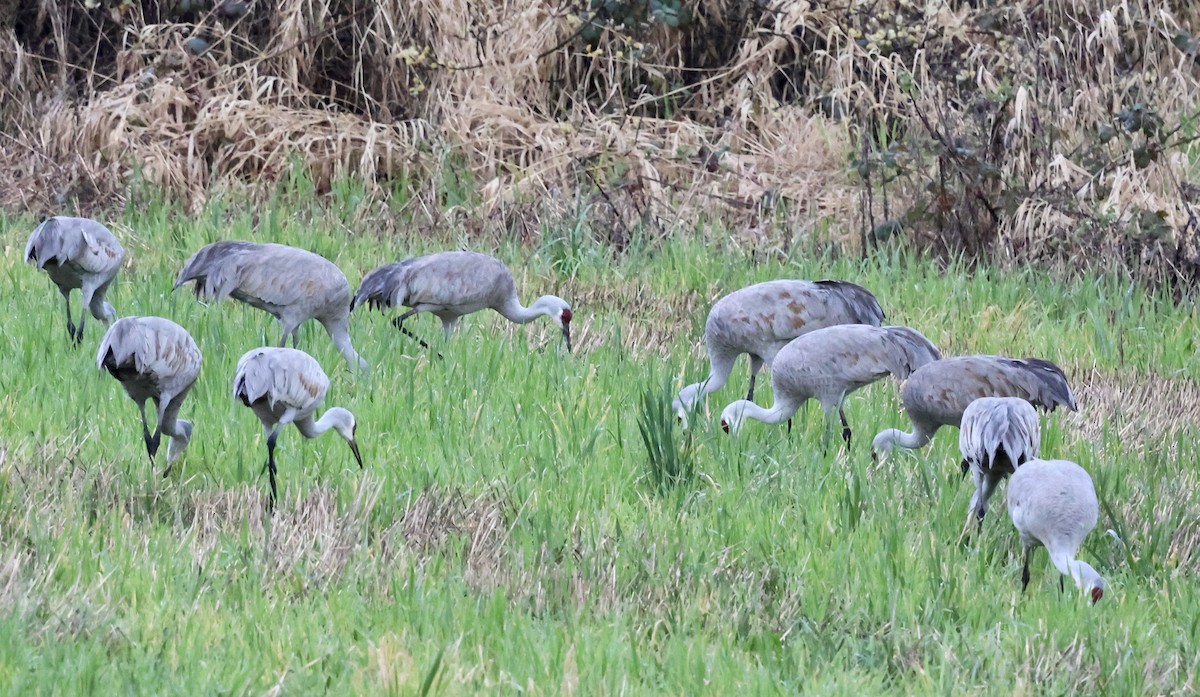 jeřáb kanadský - ML632853460