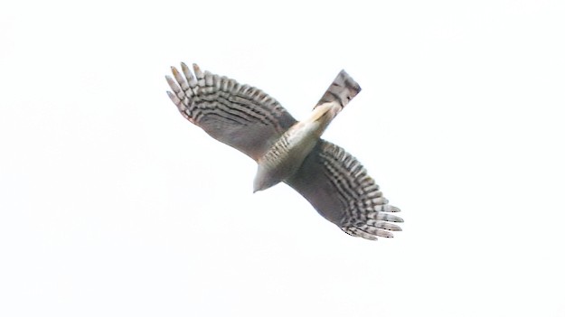 Sharp-shinned Hawk - ML632853472