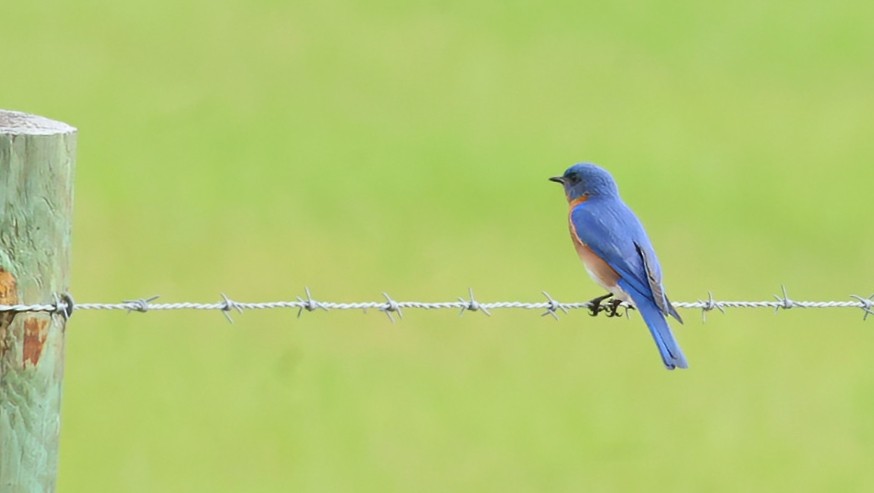 Eastern Bluebird - ML632853477