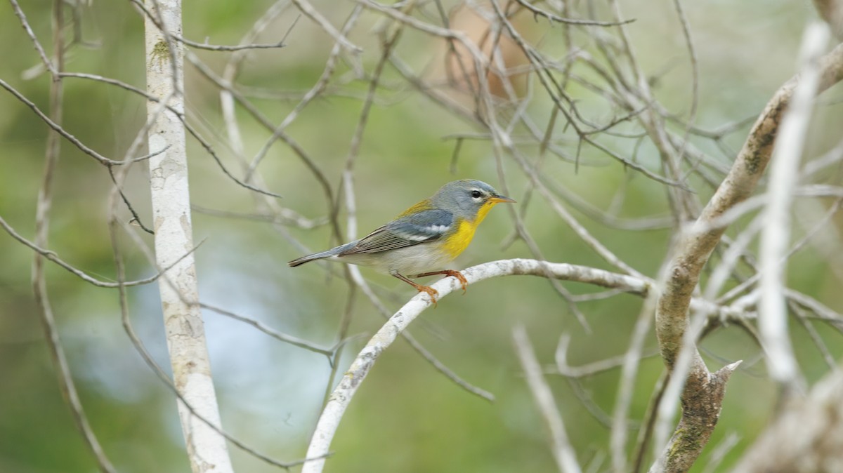 Northern Parula - ML632853484