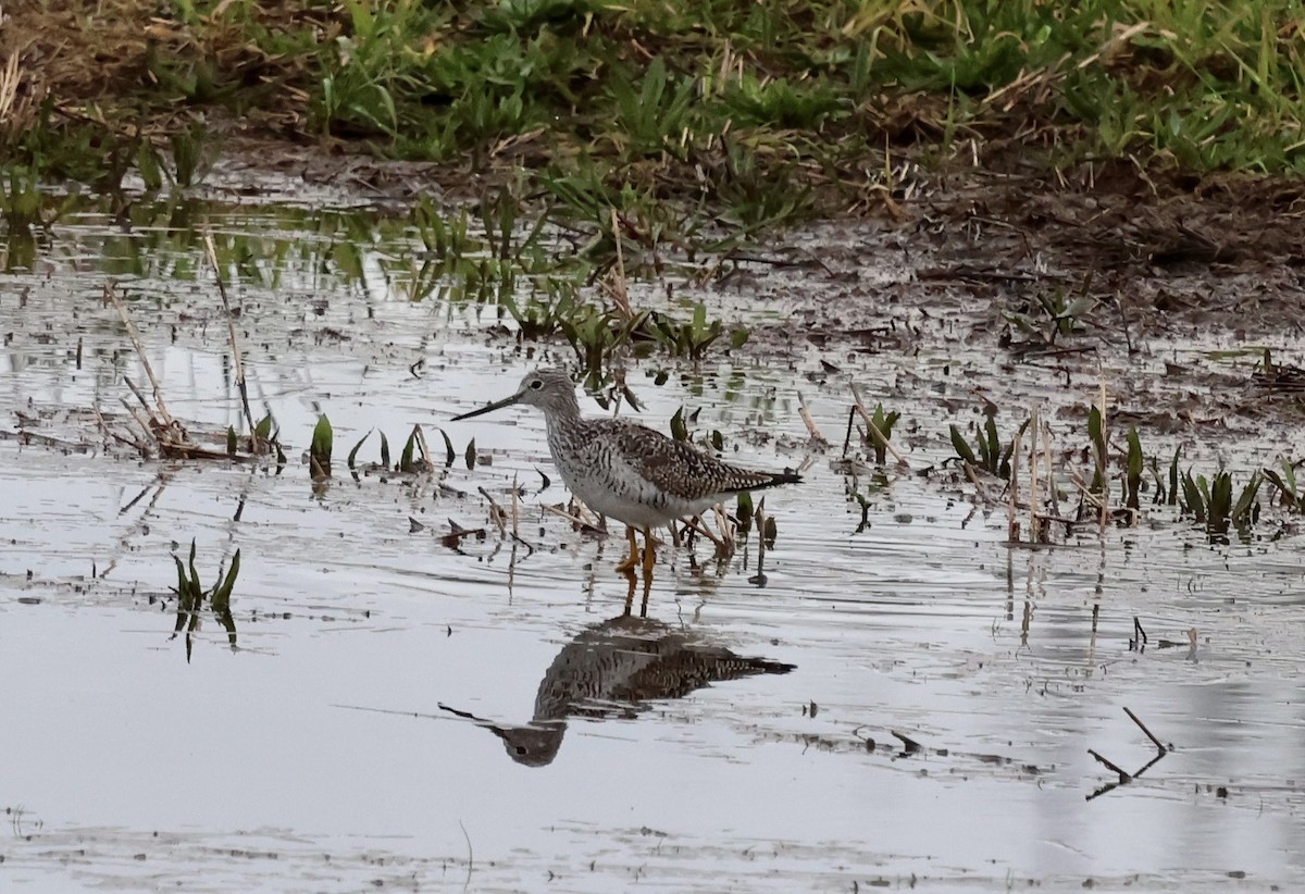 vodouš velký - ML632853615