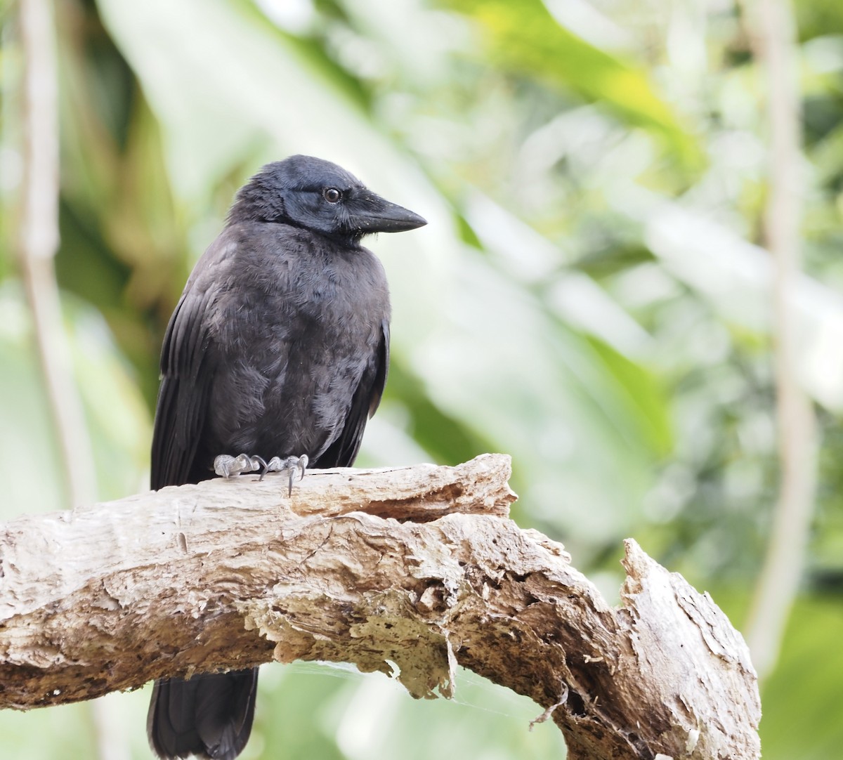 New Caledonian Crow - ML632853647