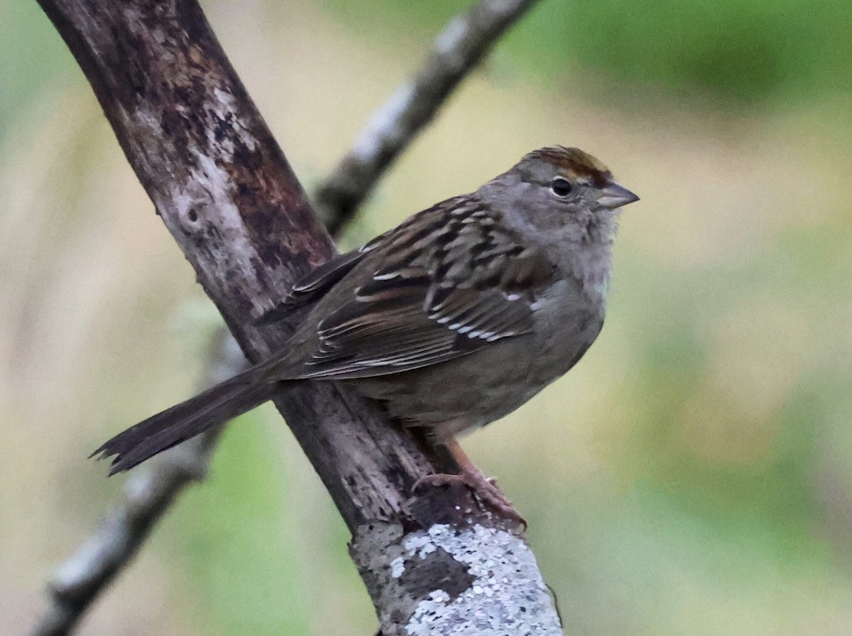 Golden-crowned Sparrow - ML632853674