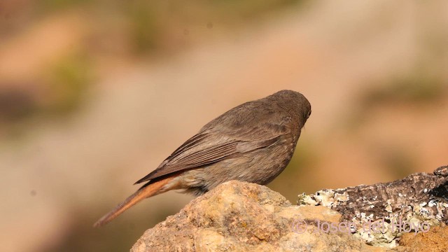 Black Redstart (Western) - ML632853706