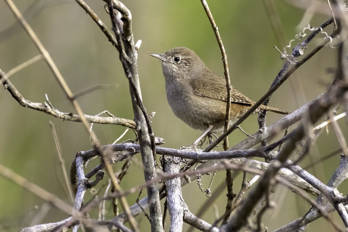 Northern House Wren - ML632853781