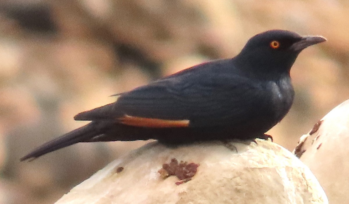 Pale-winged Starling - ML632853854