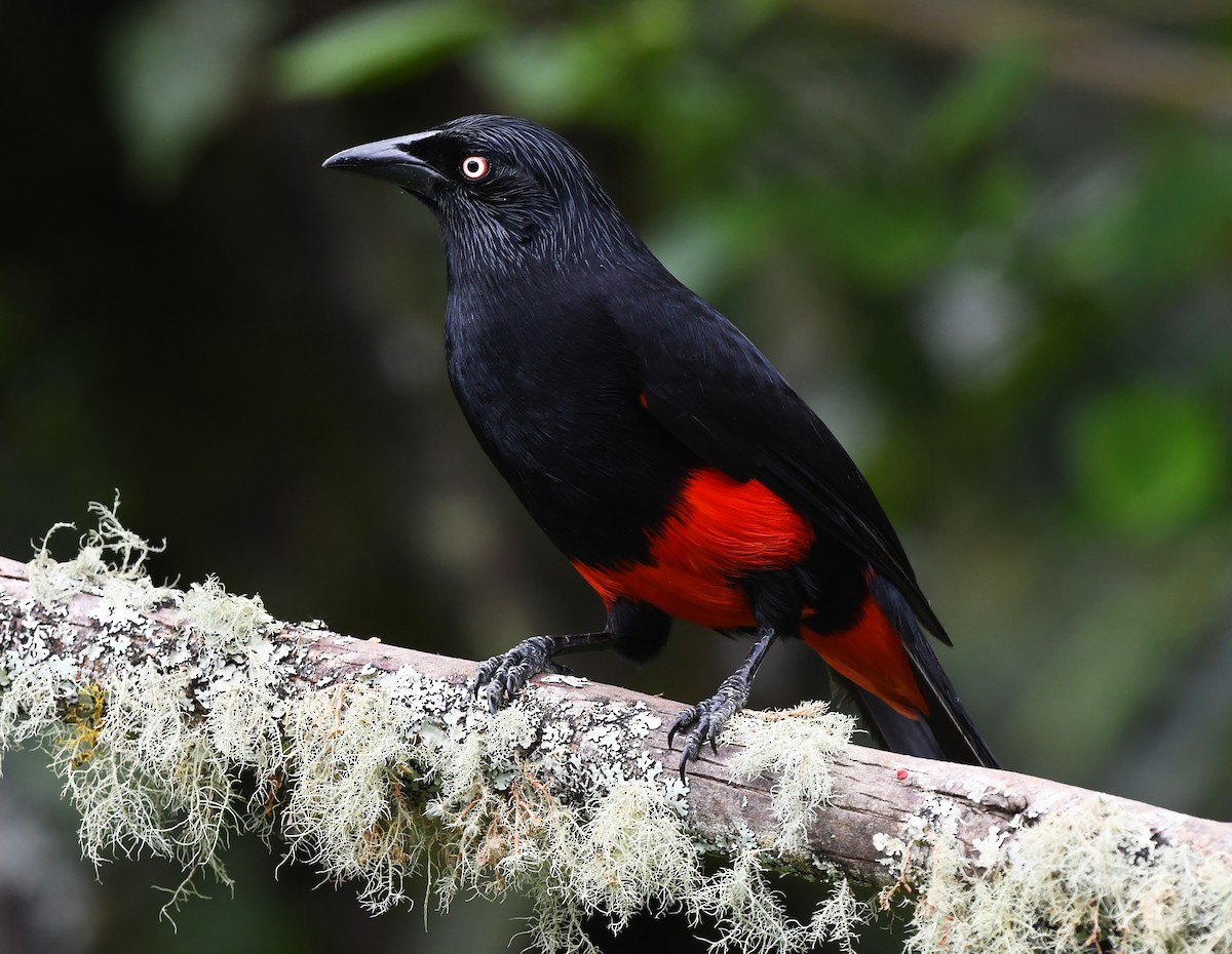 Red-bellied Grackle - ML632853940