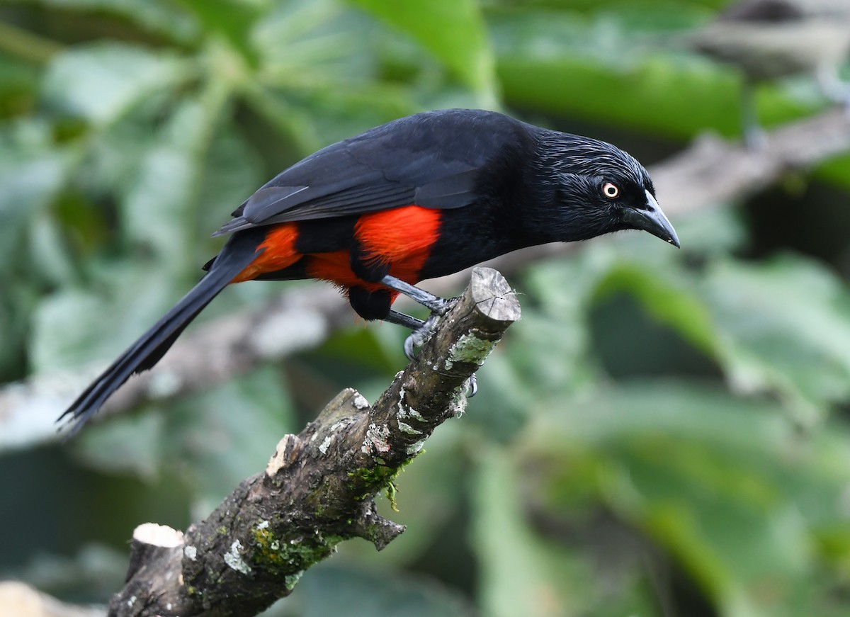 Red-bellied Grackle - ML632853941