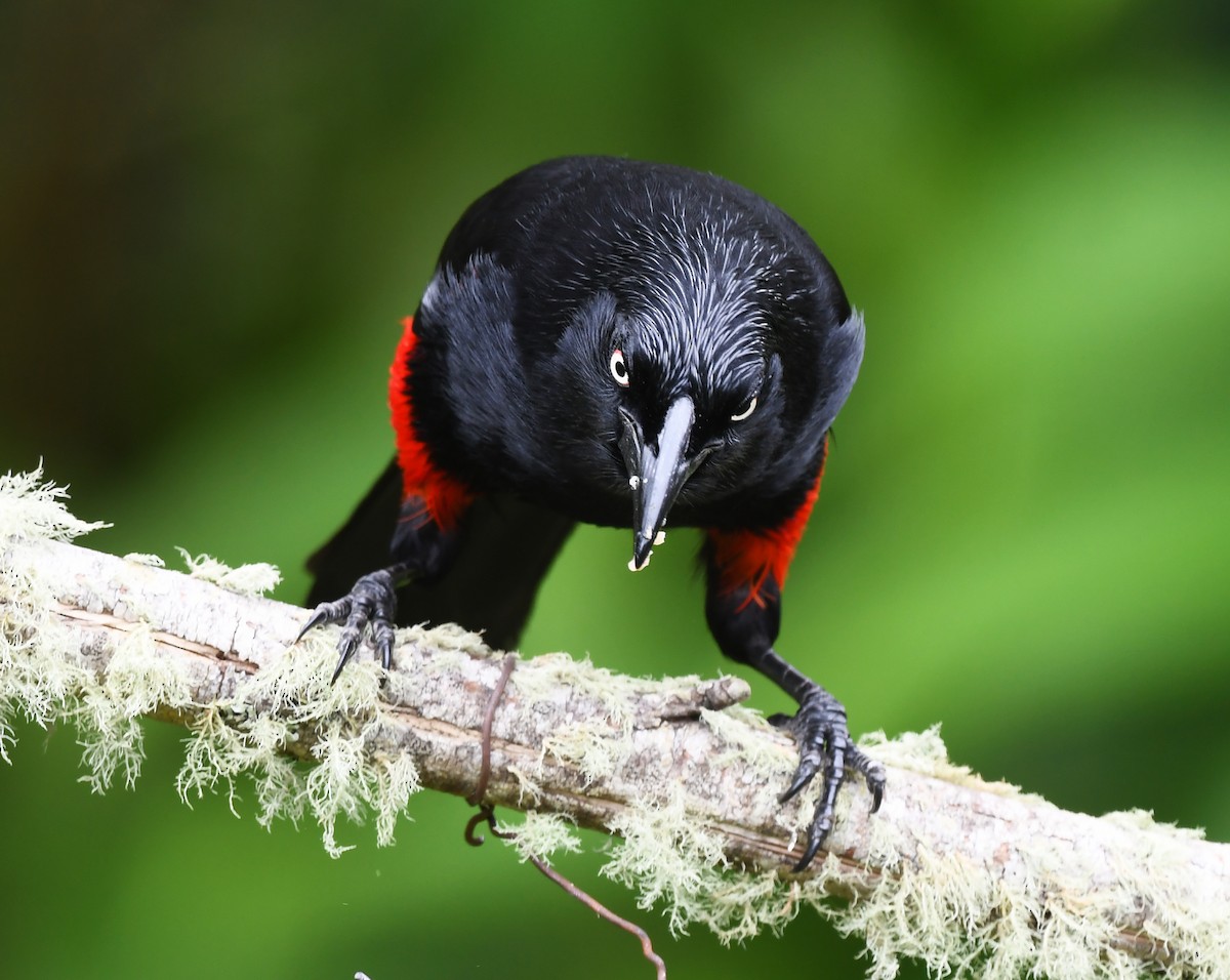Red-bellied Grackle - ML632853942