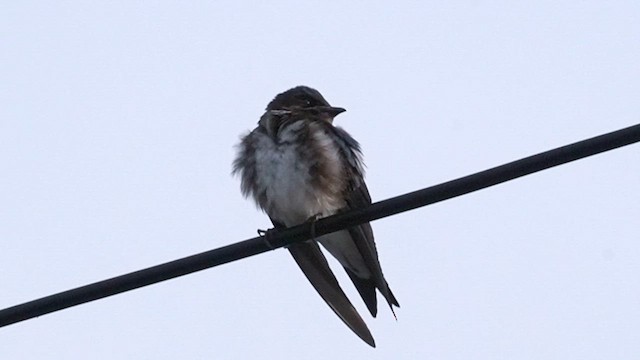 Gray-breasted Martin - ML632854009