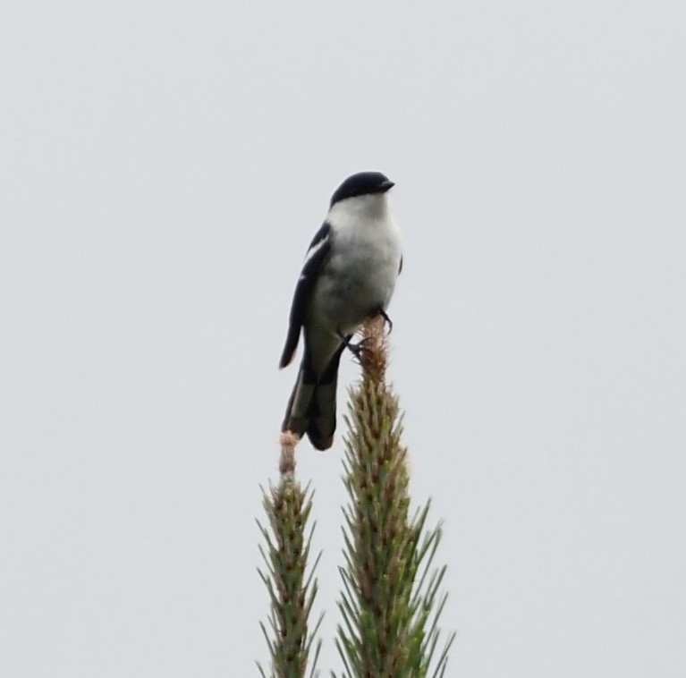 Long-tailed Triller - ML632854070
