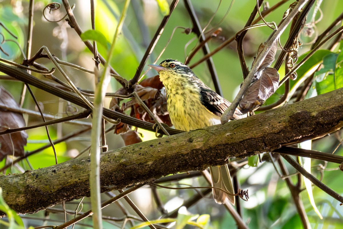 Double-banded Graytail - ML632854205