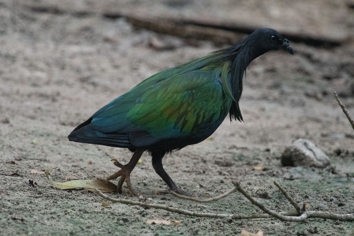 Nicobar Pigeon - ML632854329