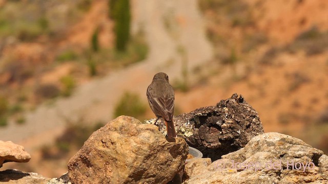 Black Redstart (Western) - ML632854522