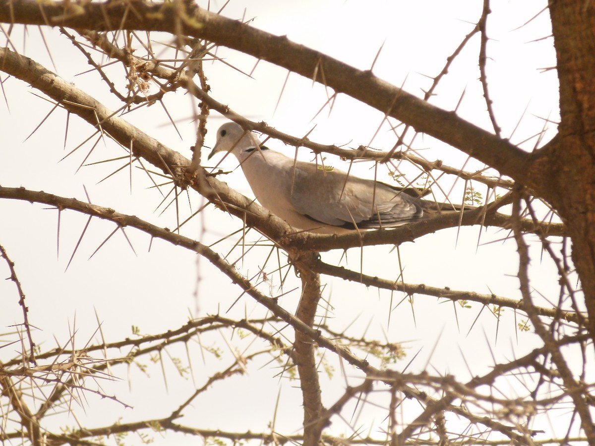Red-eyed Dove - ML632854642