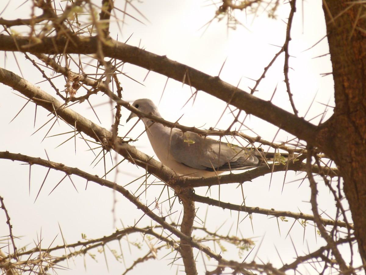 Red-eyed Dove - ML632854643