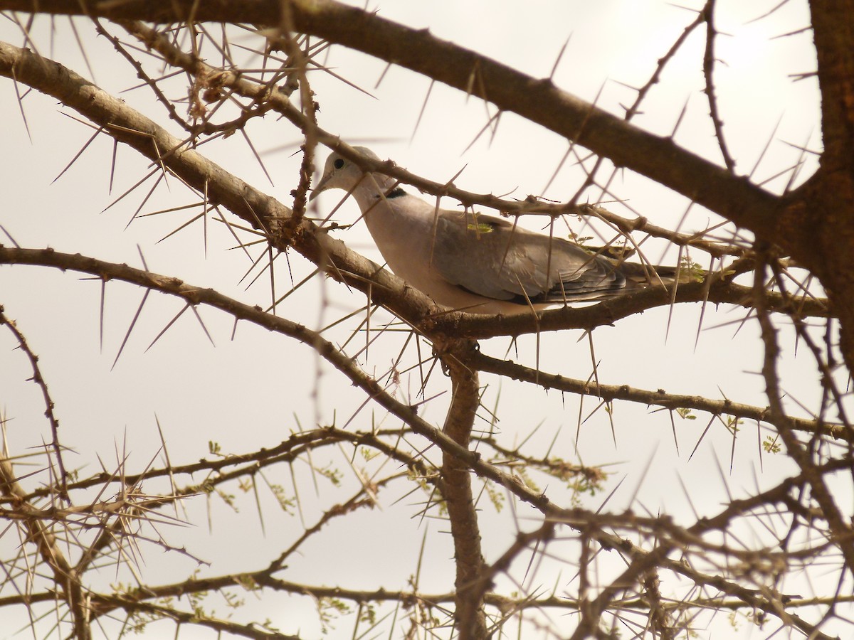 Red-eyed Dove - ML632854644