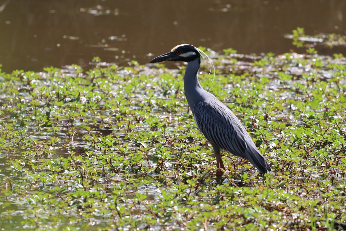 Yellow-crowned Night Heron - ML632854681