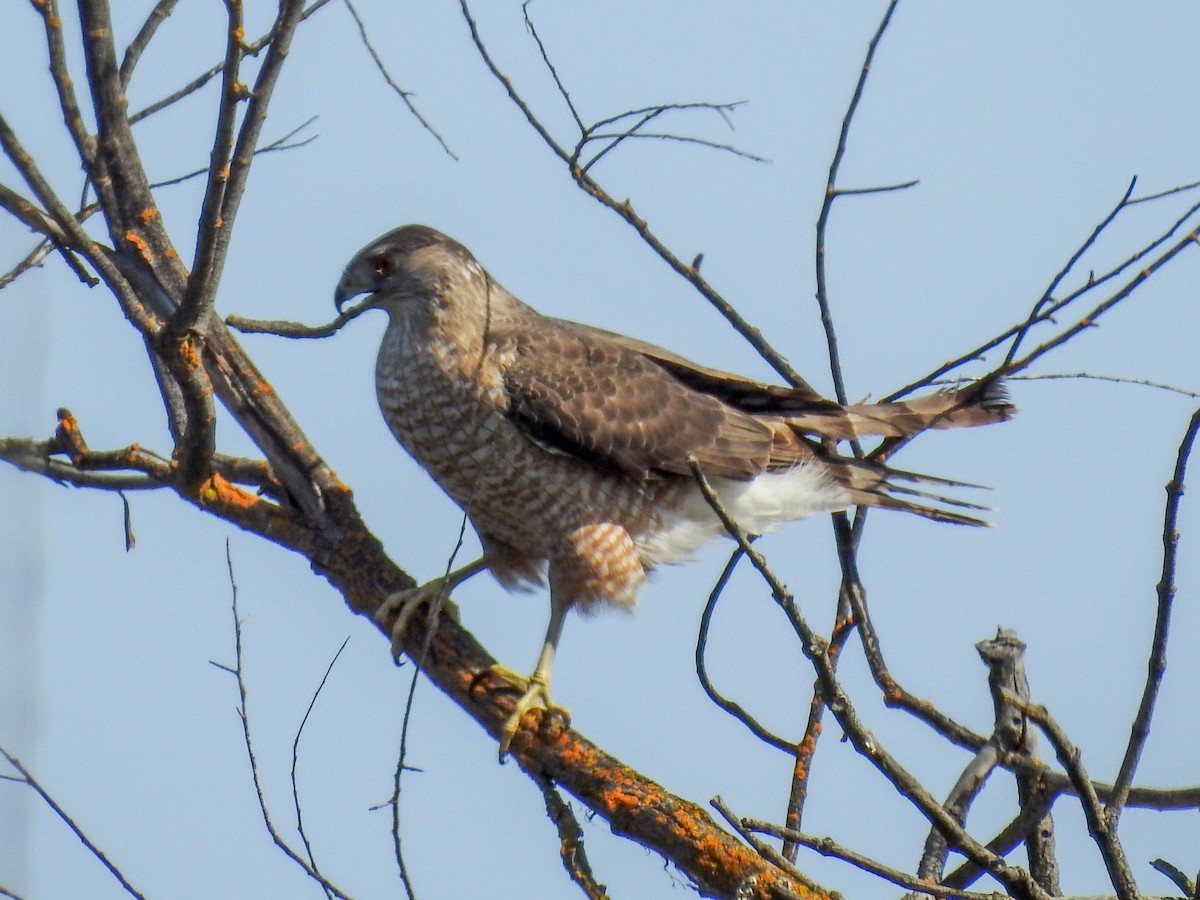 Cooper's Hawk - ML632854691