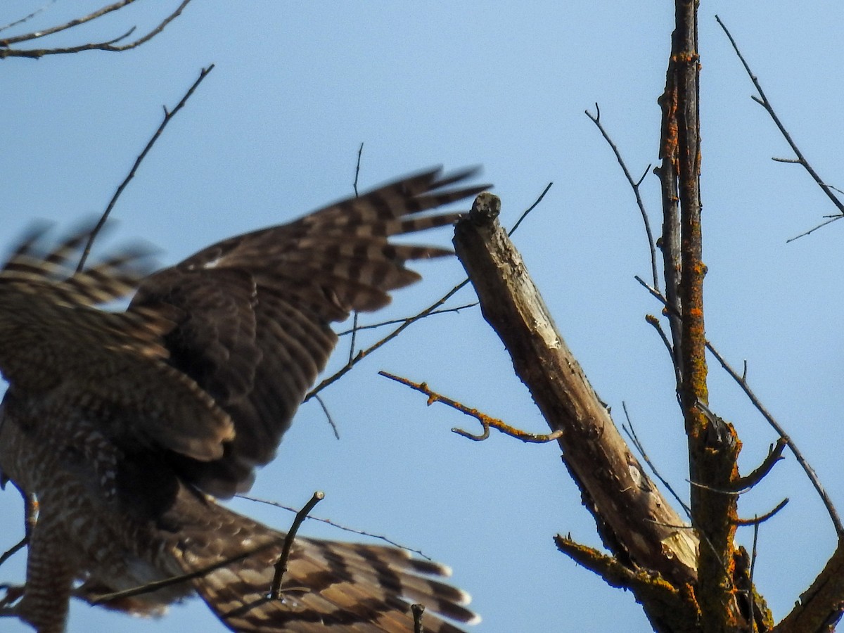 Cooper's Hawk - ML632854692