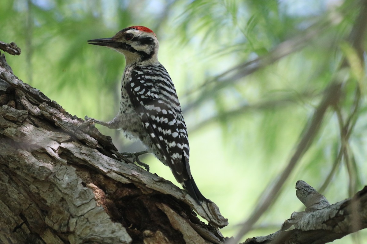 Ladder-backed Woodpecker - ML632854809
