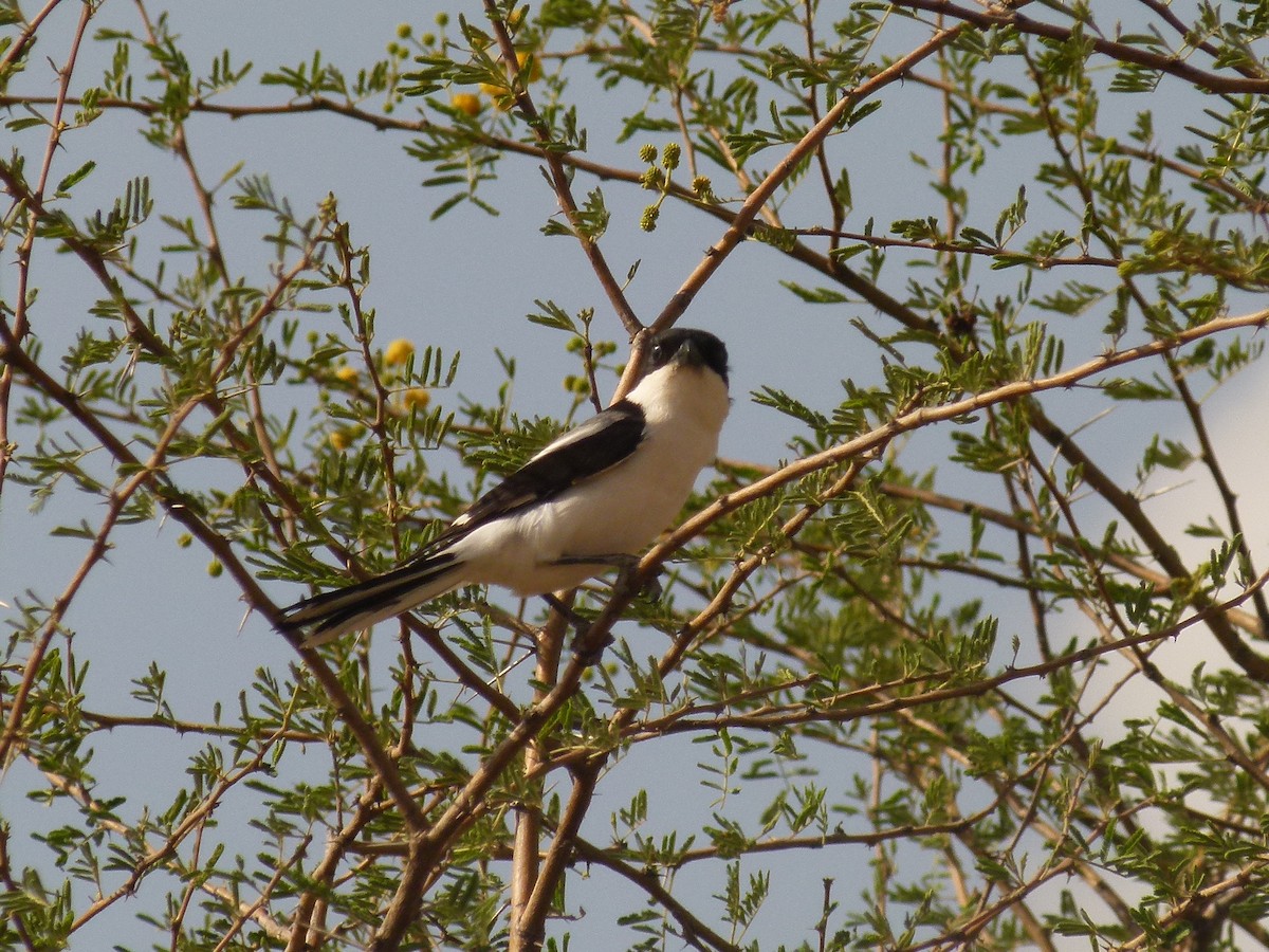 Somali Fiscal - ML632854919