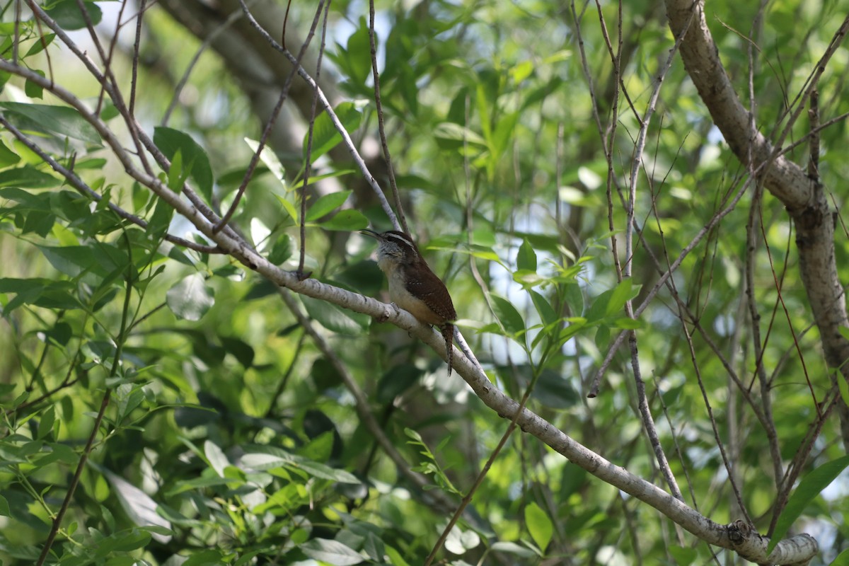 Carolina Wren - ML632854953