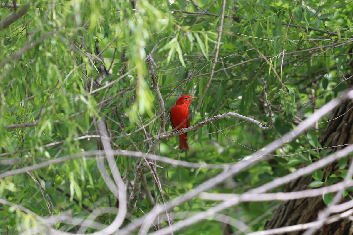 Summer Tanager - ML632855008