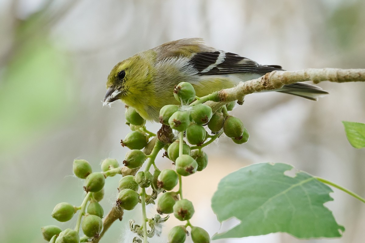 American Goldfinch - ML632855180