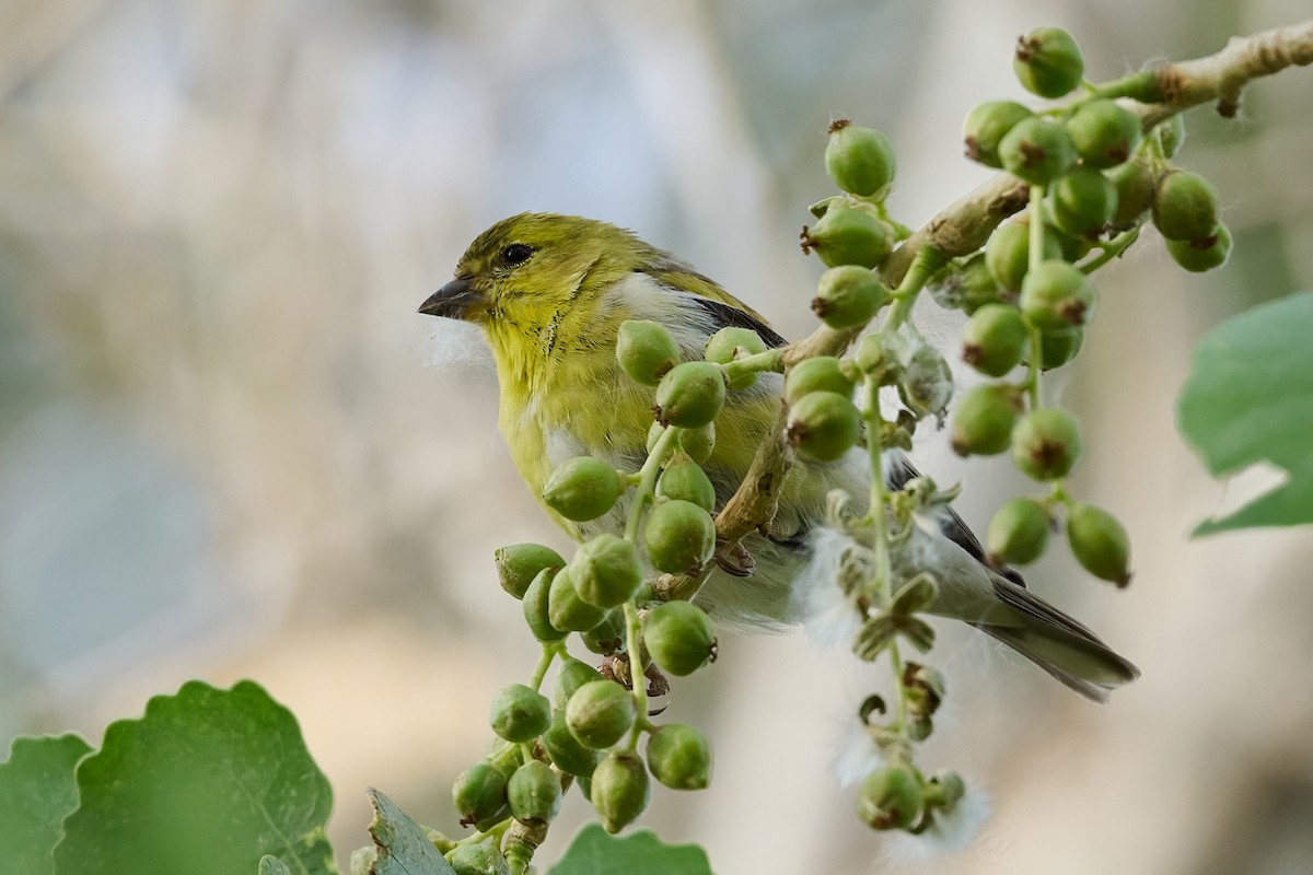 American Goldfinch - ML632855181