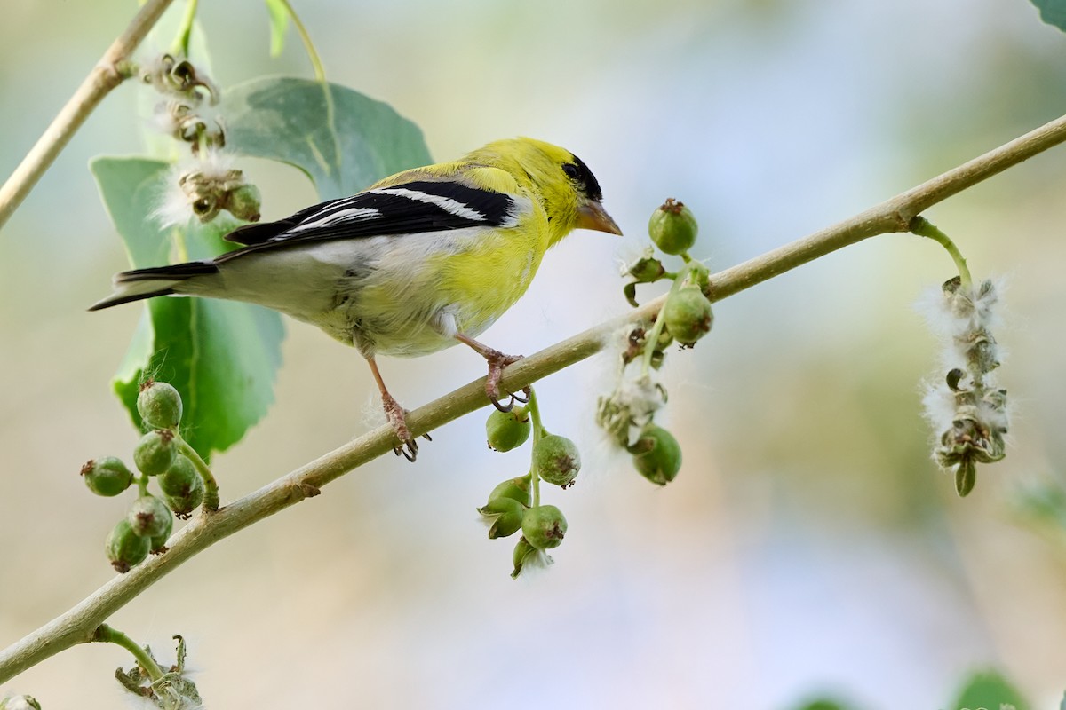 American Goldfinch - ML632855182