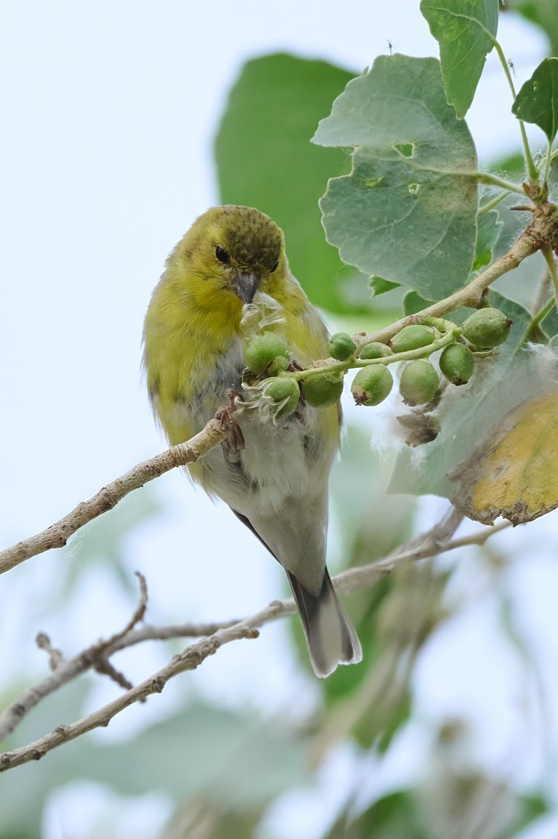 American Goldfinch - ML632855183