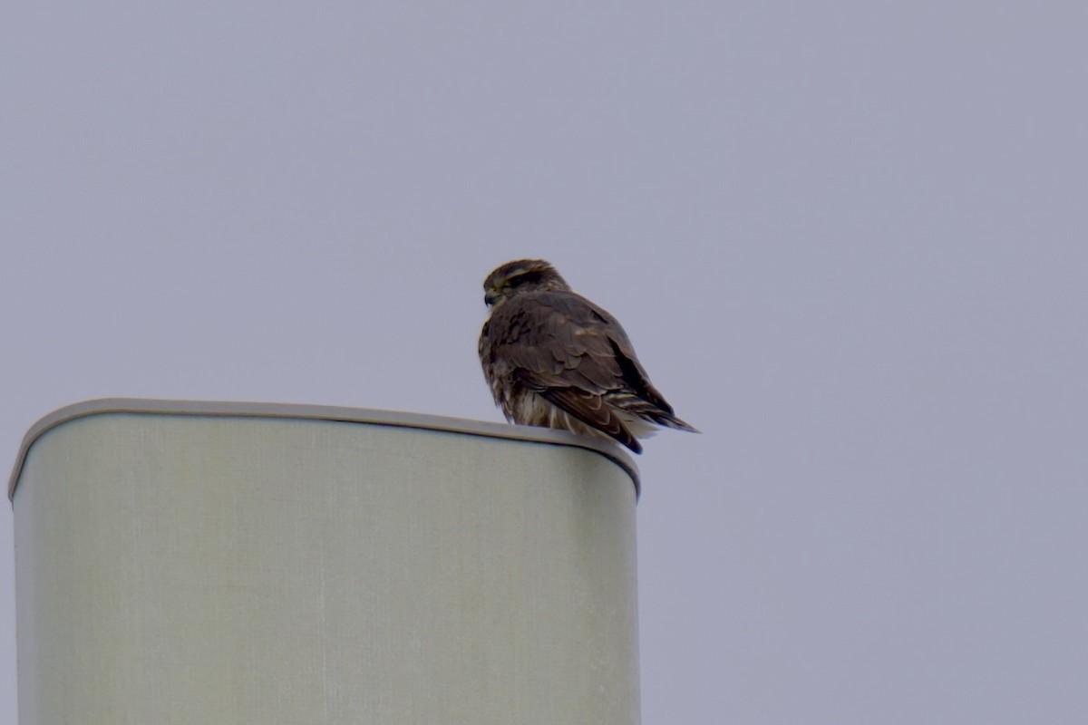 Merlin - ML632855706