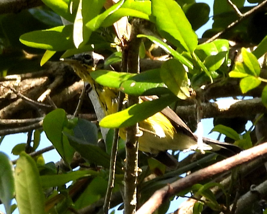 Magnolia Warbler - ML632855708