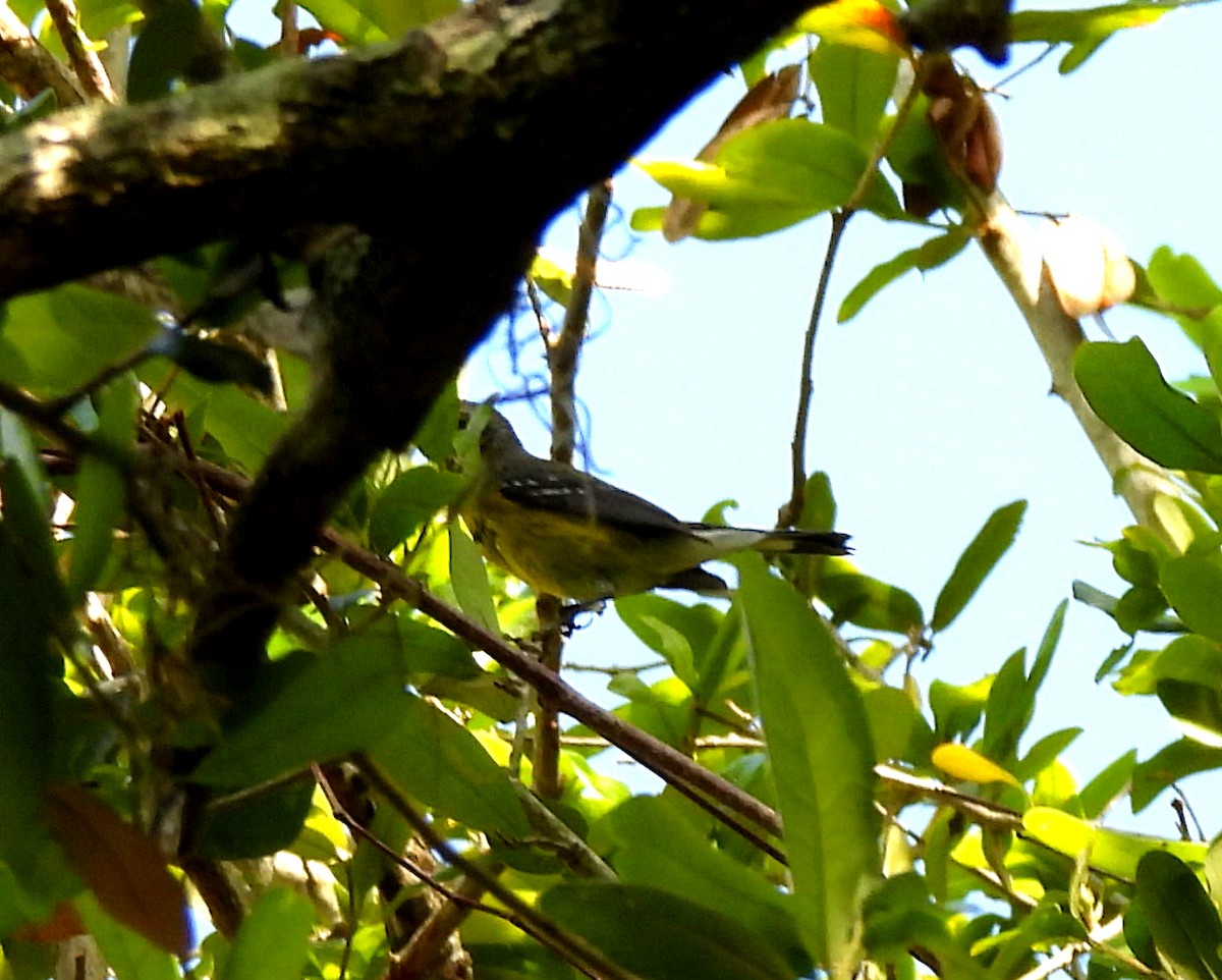 Magnolia Warbler - ML632855715