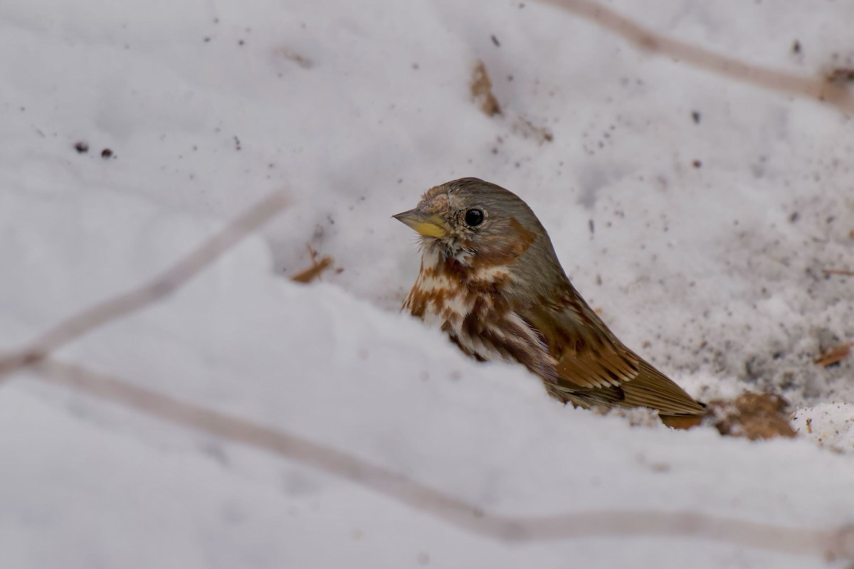 Fox Sparrow - ML632855801