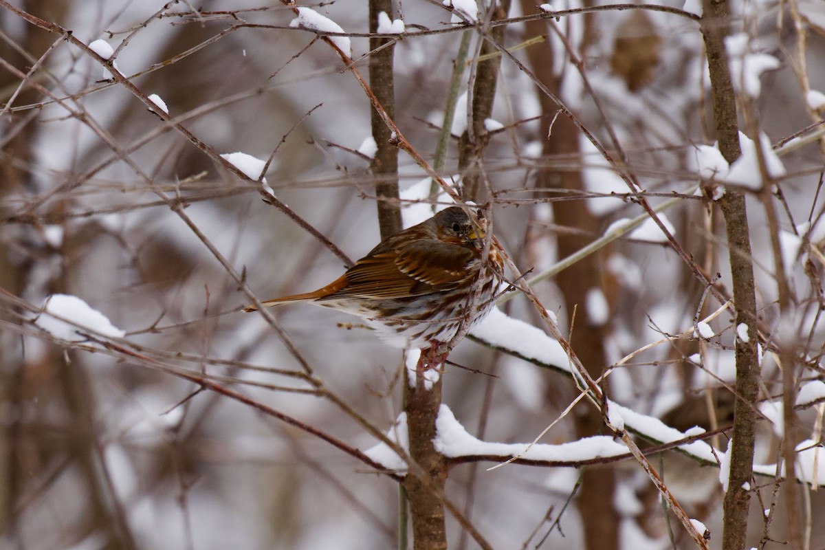 Fox Sparrow - ML632855802