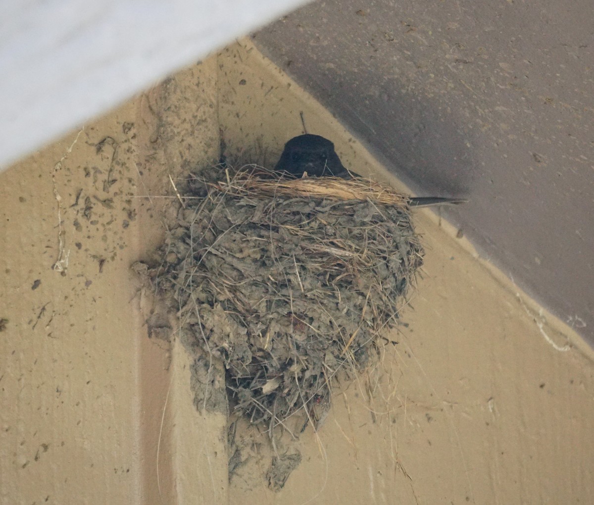 Black Phoebe - ML632855879