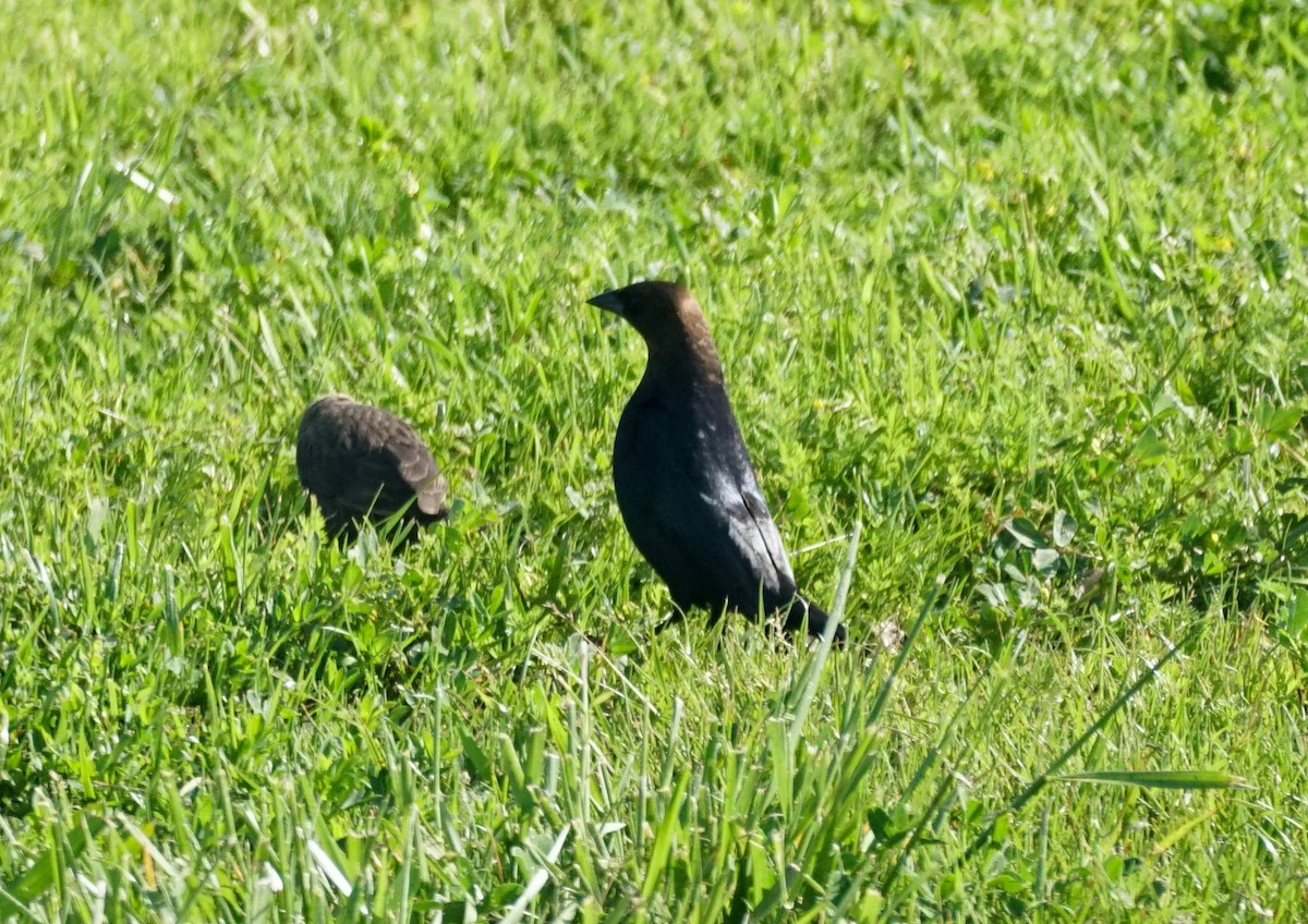 Brown-headed Cowbird - ML632855887