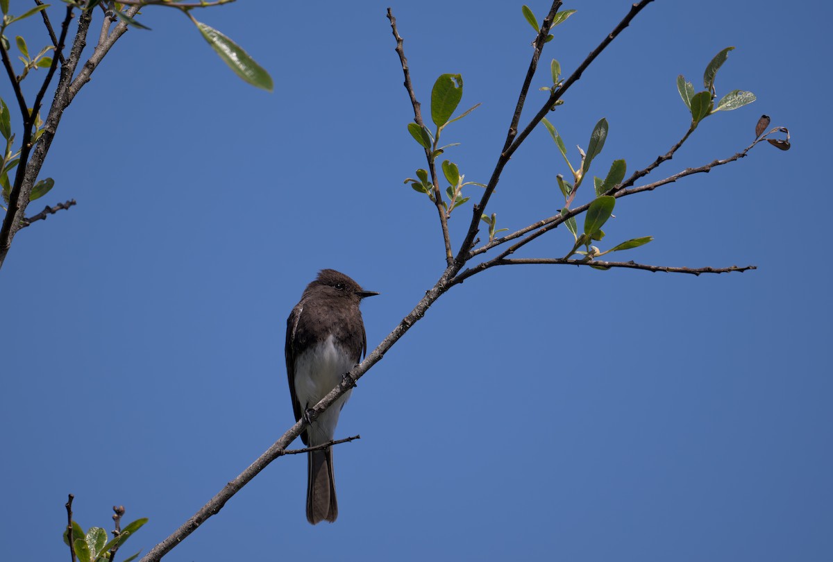 Black Phoebe - ML632855889