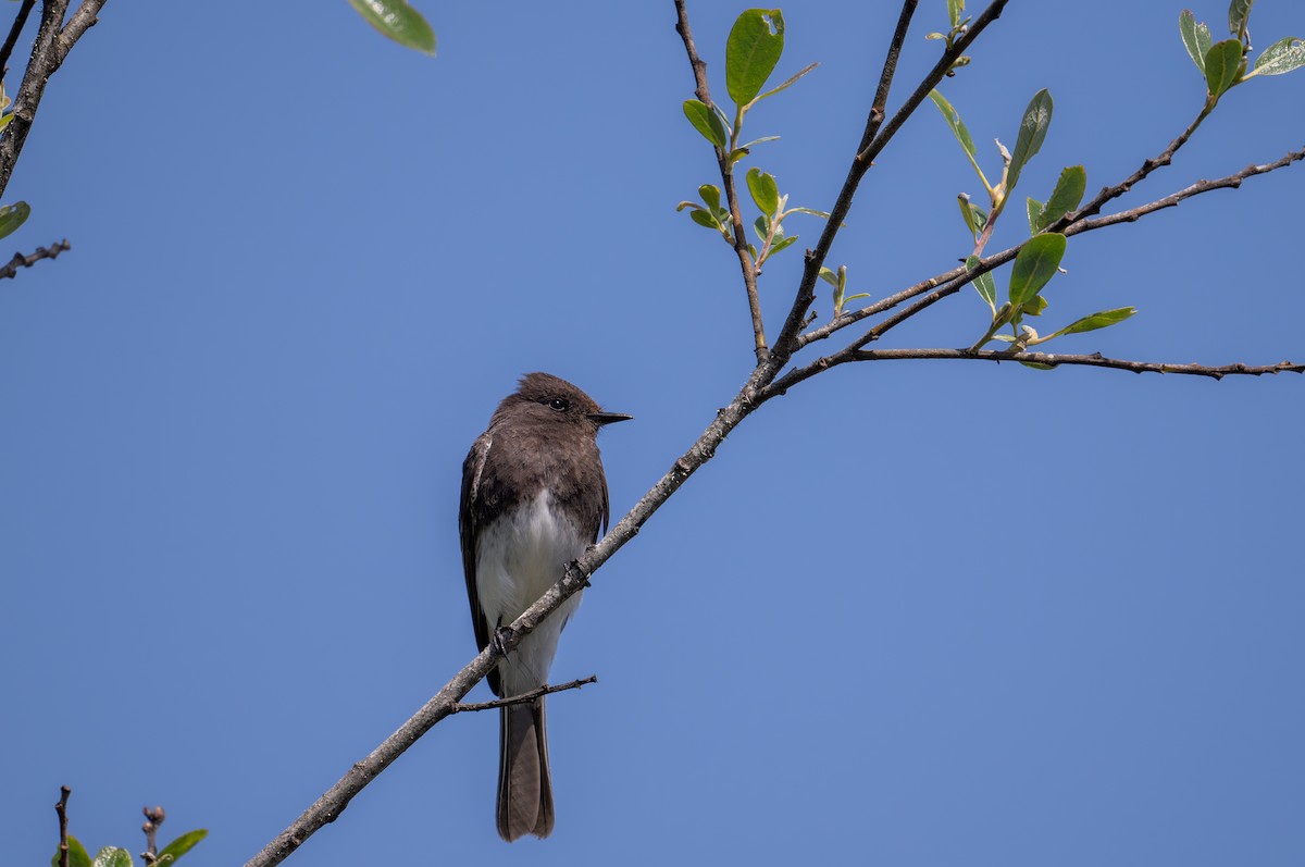 Black Phoebe - ML632855890