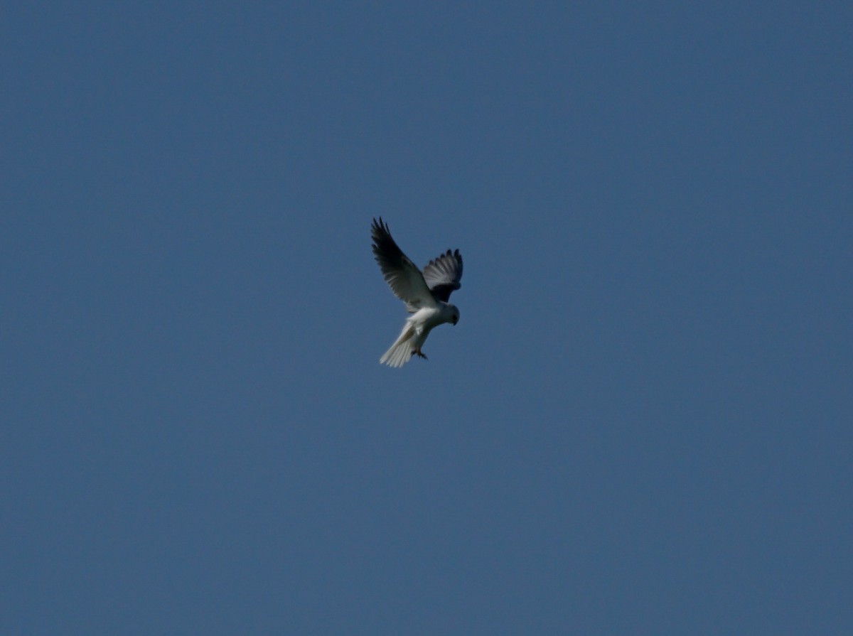White-tailed Kite - ML632855897