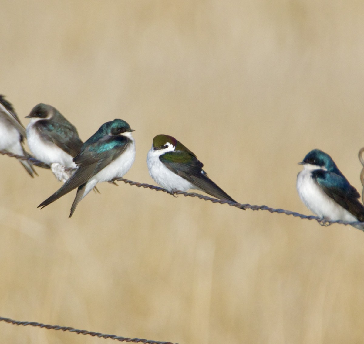 Violet-green Swallow - ML632855948