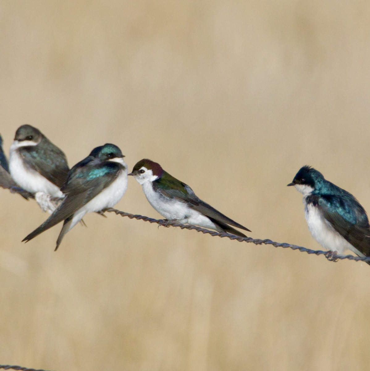 Violet-green Swallow - ML632855949