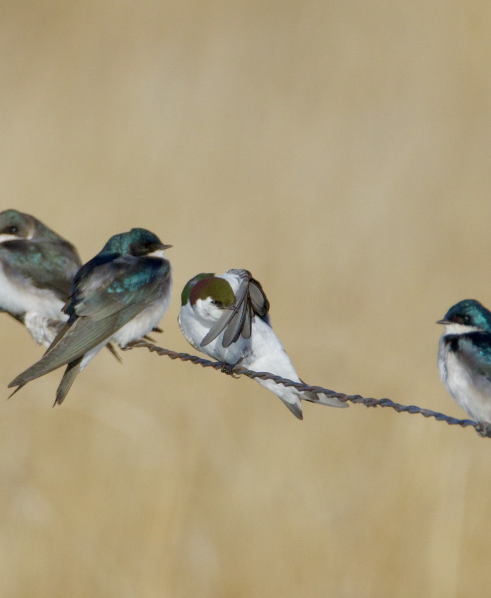 Violet-green Swallow - ML632855950